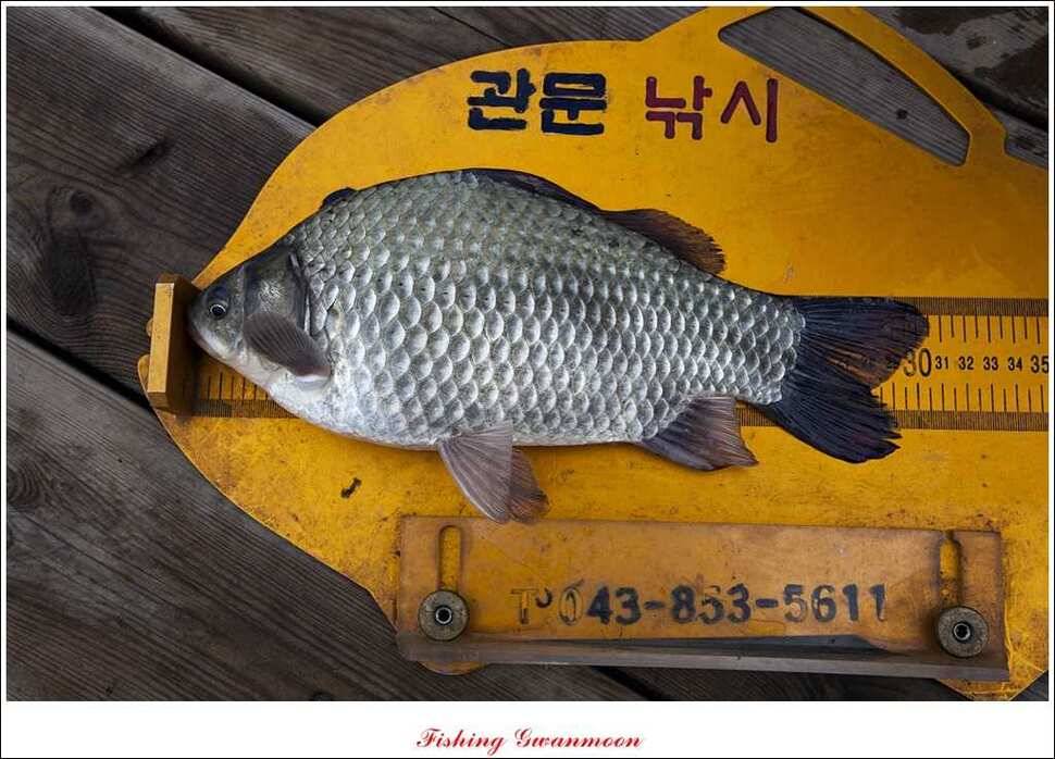 신매한버들실리곡짱가네 월척 조황 (조황조행기 - 특파원조황)