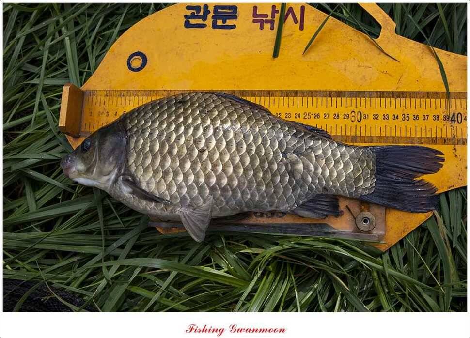 한버들 사짜 대물 (조황조행기 - 특파원조황)