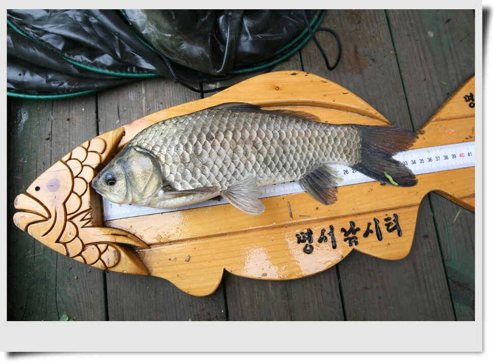 충주호 명서 4짜소식 (조황조행기 - 특파원조황)