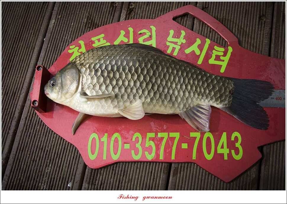충주호 오름수위 대박 조황 (조황조행기 - 특파원조황)
