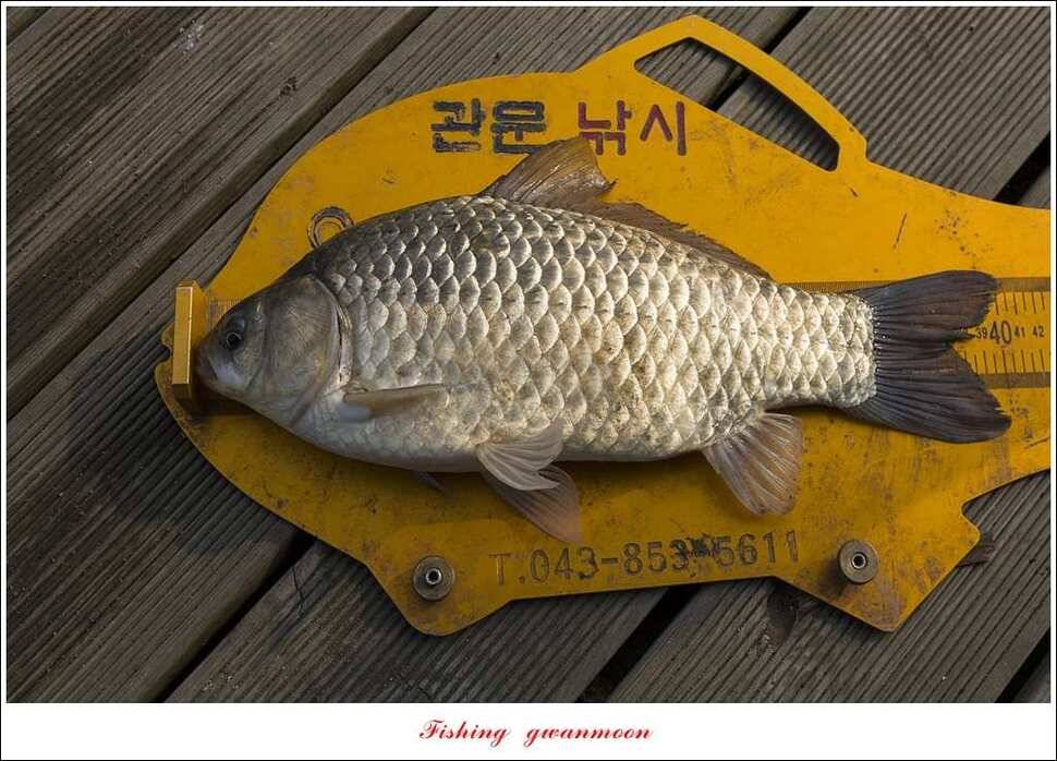 신매 사짜추평지 483 cm (조황조행기 - 특파원조황)