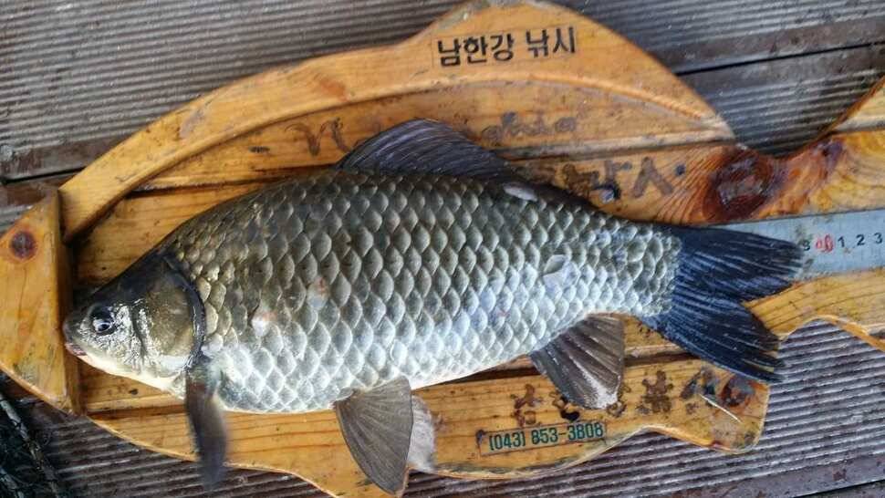 하천 준 월척에 39cm 대물붕어 소식입니다 (조황조행기 - 특파원조황)