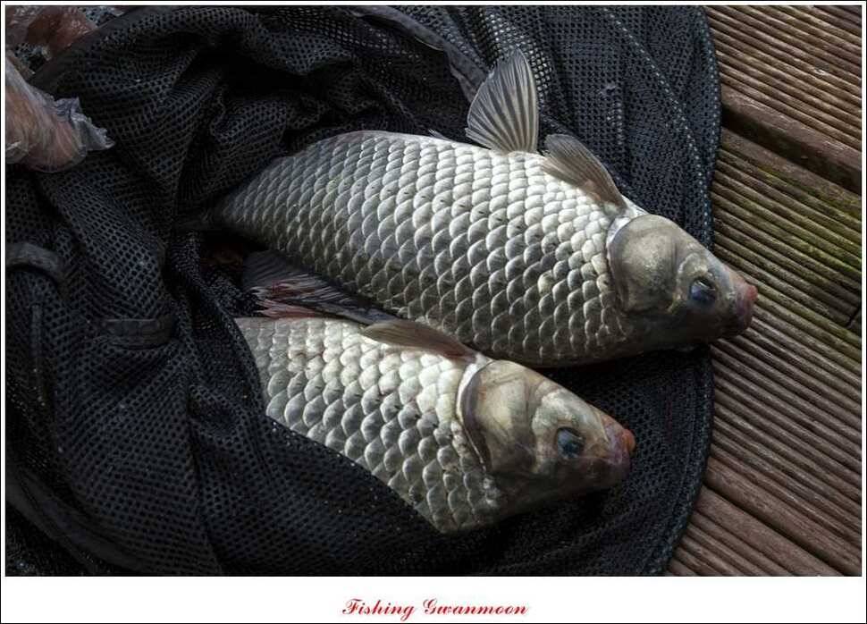 실리곡 마릿수 월척제일 월척 (조황조행기 - 특파원조황)