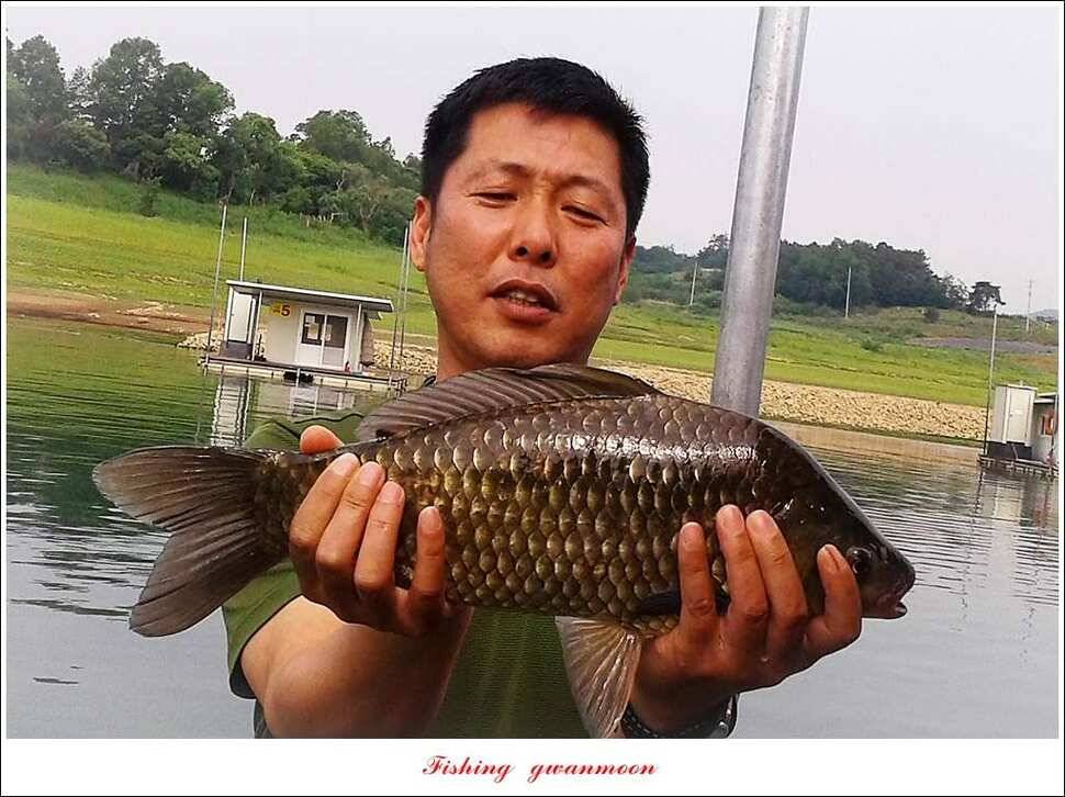 한버들 445 cm신매병호돌감실리곡화곡지달천강 조황 (조황조행기 - 특파원조황)