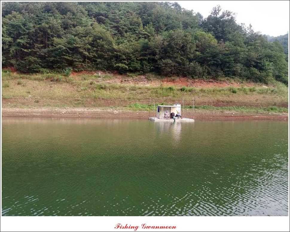 문골 키로장어한버들 마릿수실리곡 마릿수 조황 (조황조행기 - 특파원조황)