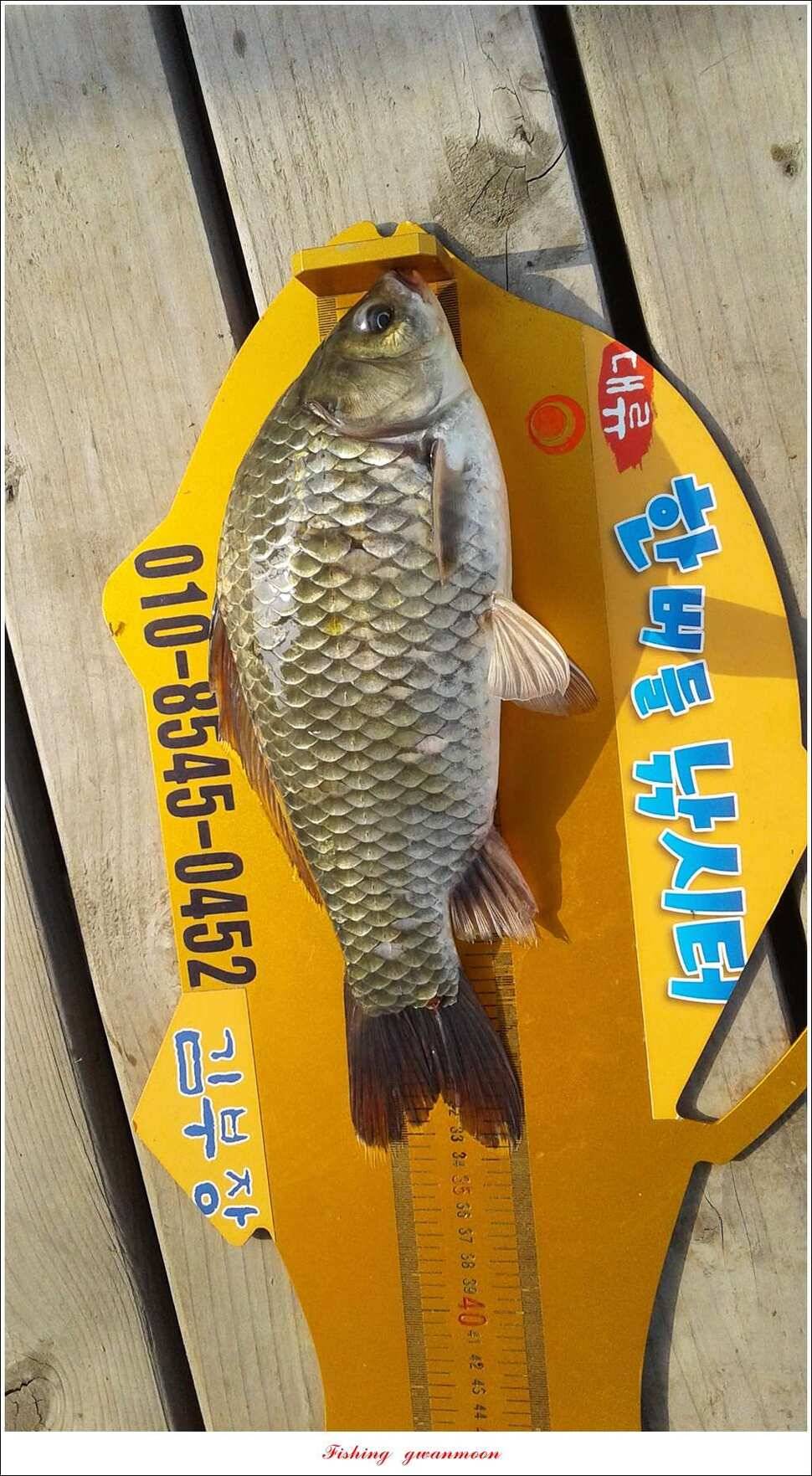 한버들 445 cm신매병호돌감실리곡화곡지달천강 조황 (조황조행기 - 특파원조황)