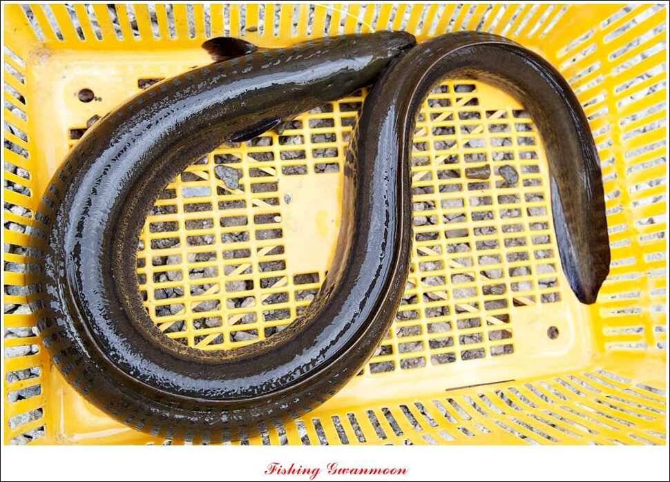 늘푸른 15 kg 대물 장어 (조황조행기 - 특파원조황)