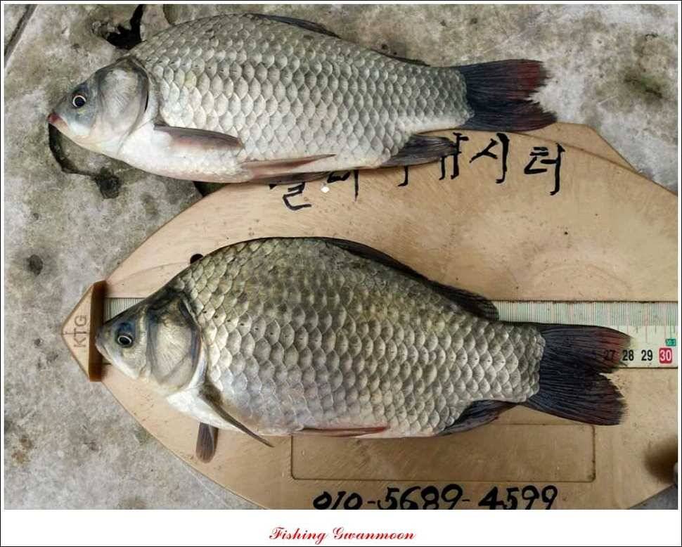 문골 키로장어한버들 마릿수실리곡 마릿수 조황 (조황조행기 - 특파원조황)