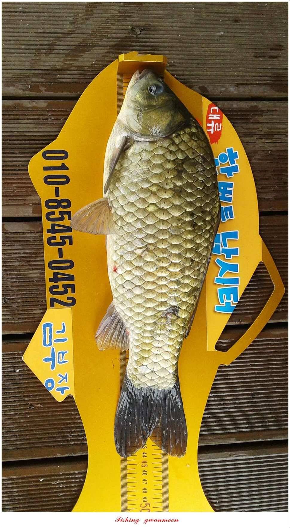한버들 445 cm신매병호돌감실리곡화곡지달천강 조황 (조황조행기 - 특파원조황)