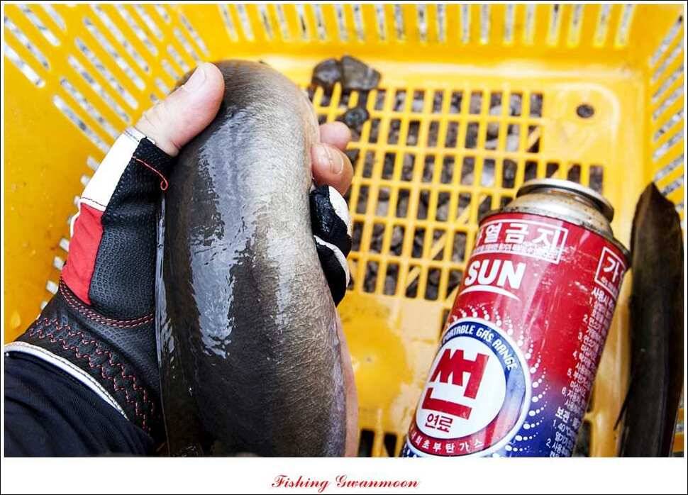 늘푸른 15 kg 대물 장어 (조황조행기 - 특파원조황)