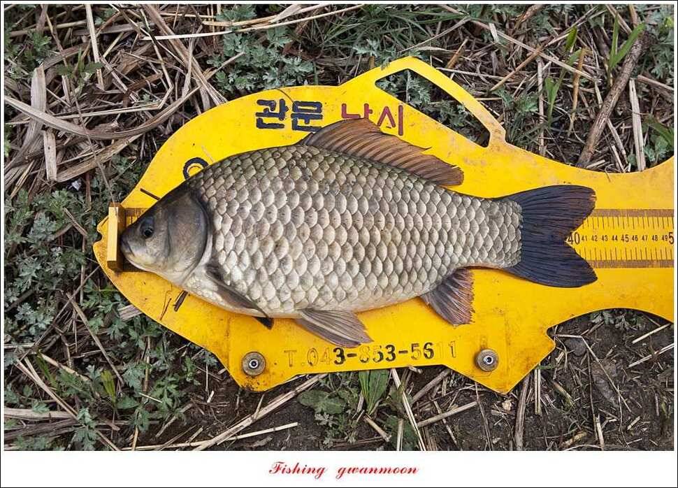 충주괴산권 호조황 소식 (조황조행기 - 특파원조황)