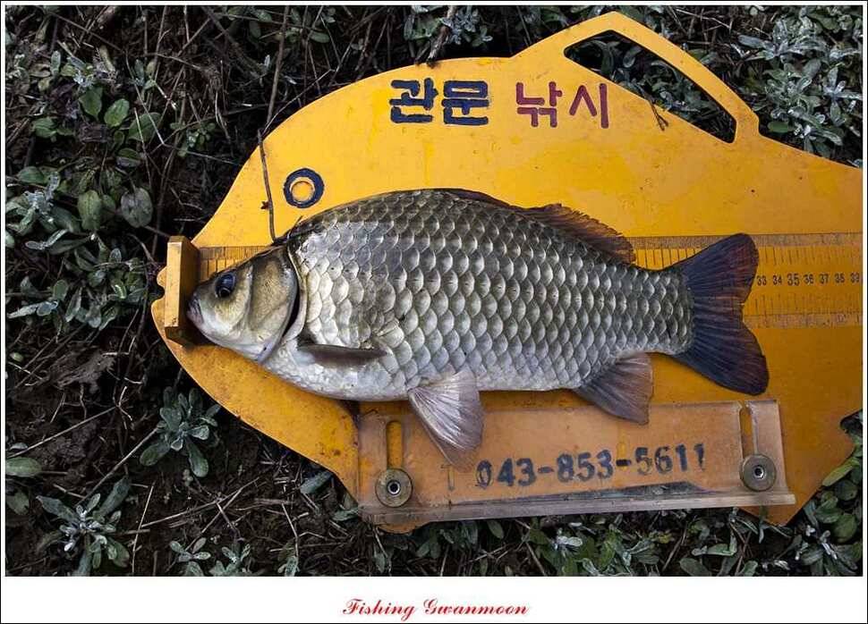 실리곡 늘푸른 노지 조황 (조황조행기 - 특파원조황)