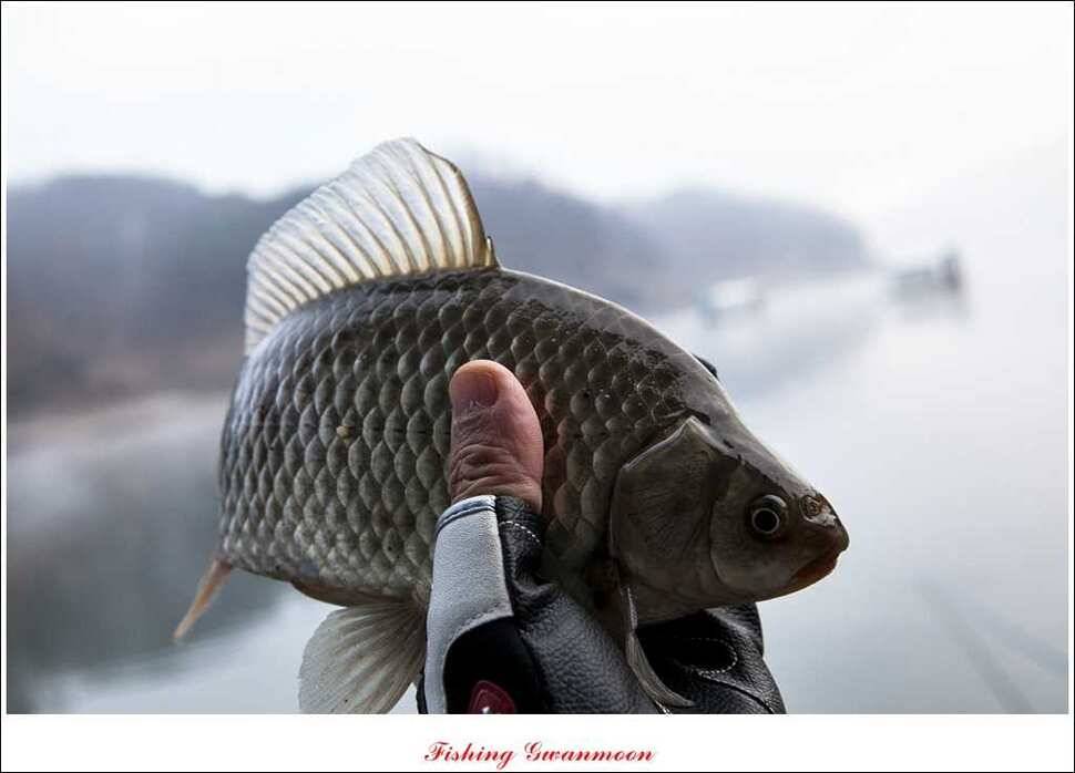 신매 41 cm40 cm 제일 짱가네한버들 월척 (조황조행기 - 특파원조황)