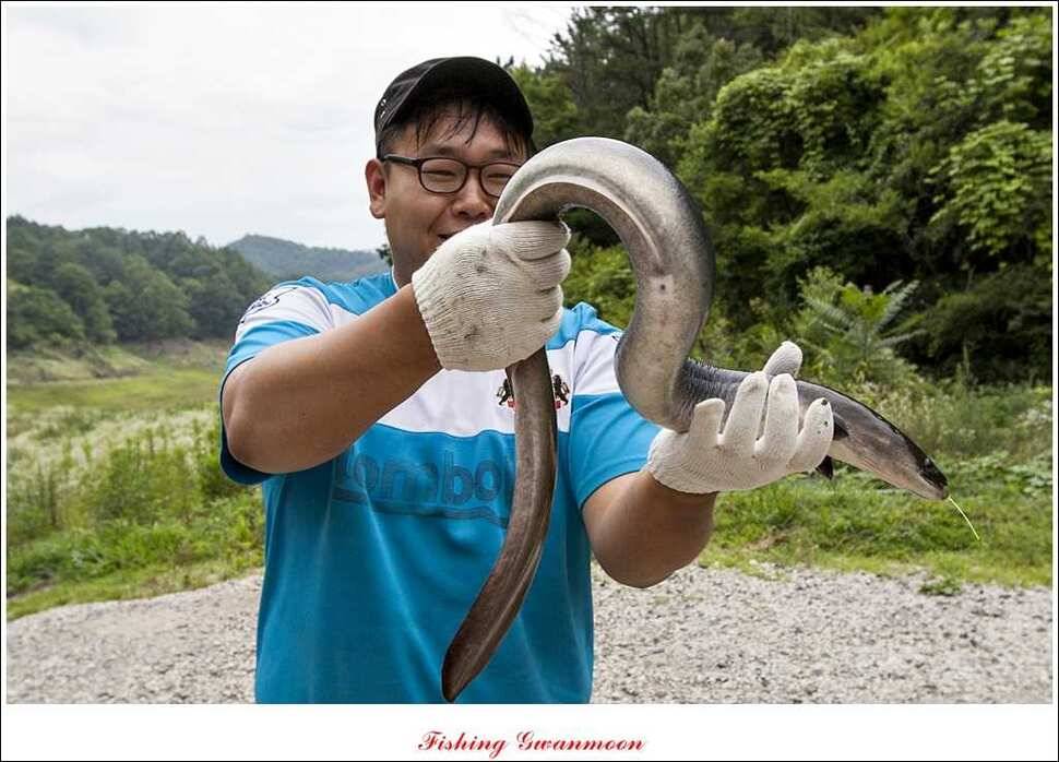 늘푸른 15 kg 대물 장어 (조황조행기 - 특파원조황)