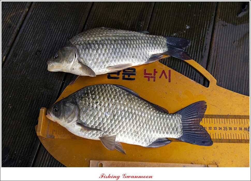 돌감 좌대 월척제일 낚시터 조황 (조황조행기 - 특파원조황)