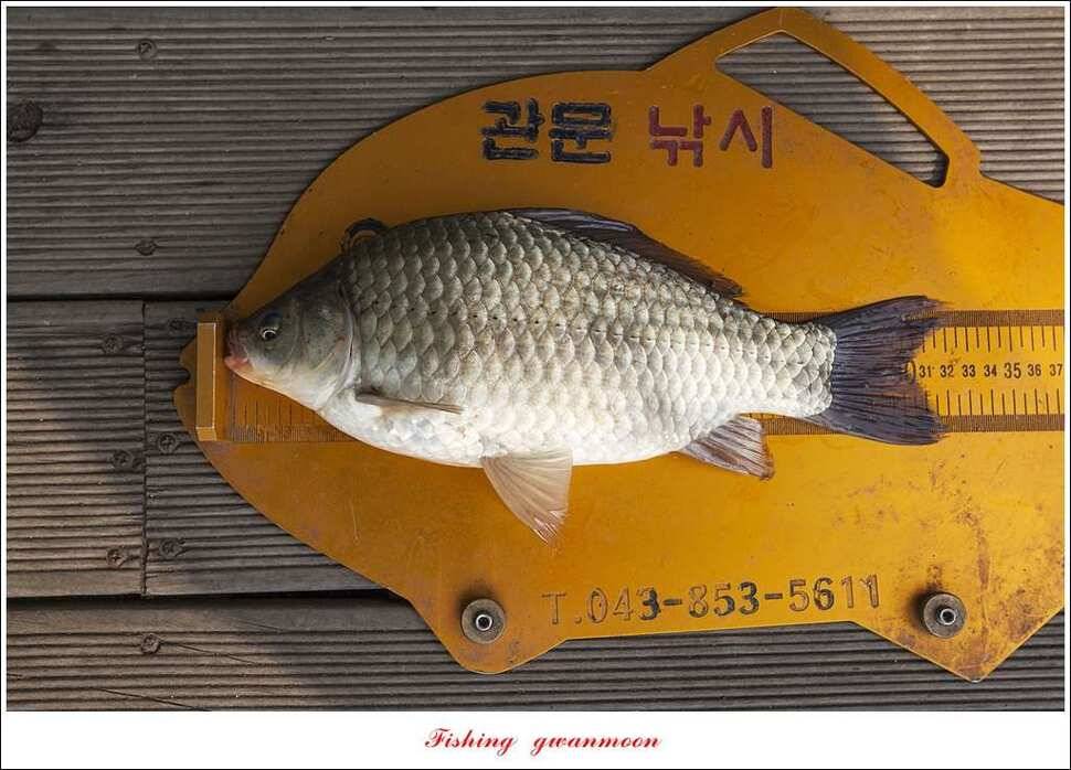 한버들 445 cm신매병호돌감실리곡화곡지달천강 조황 (조황조행기 - 특파원조황)