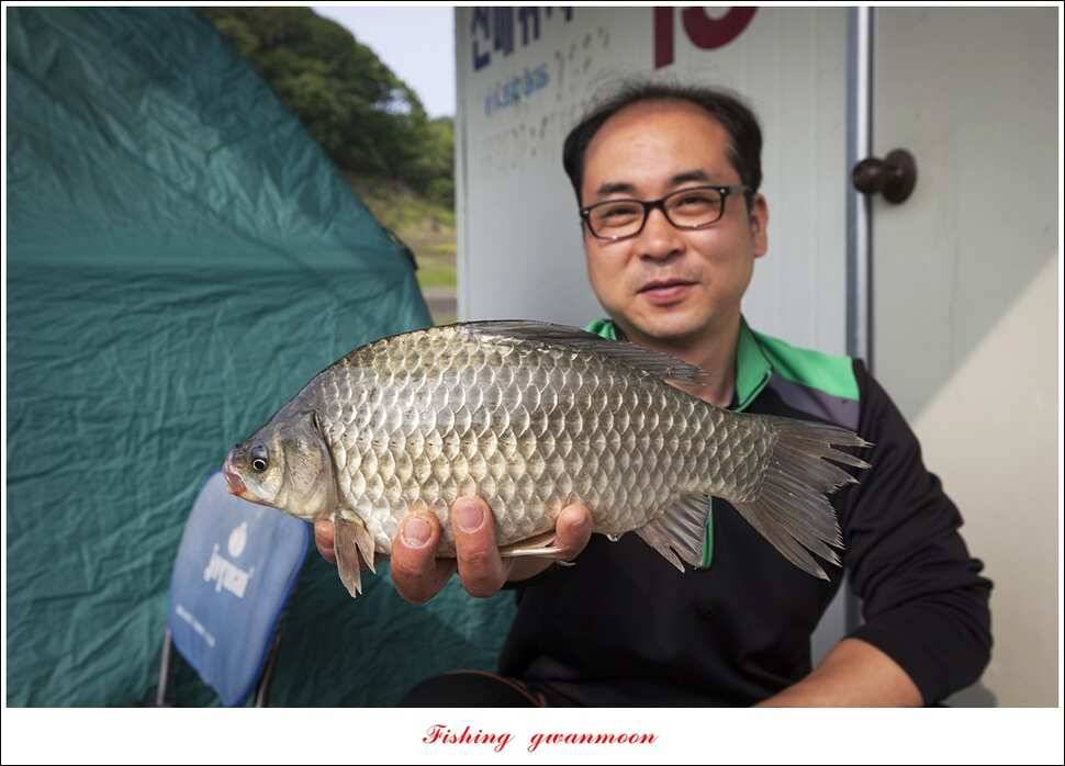 한버들 445 cm신매병호돌감실리곡화곡지달천강 조황 (조황조행기 - 특파원조황)