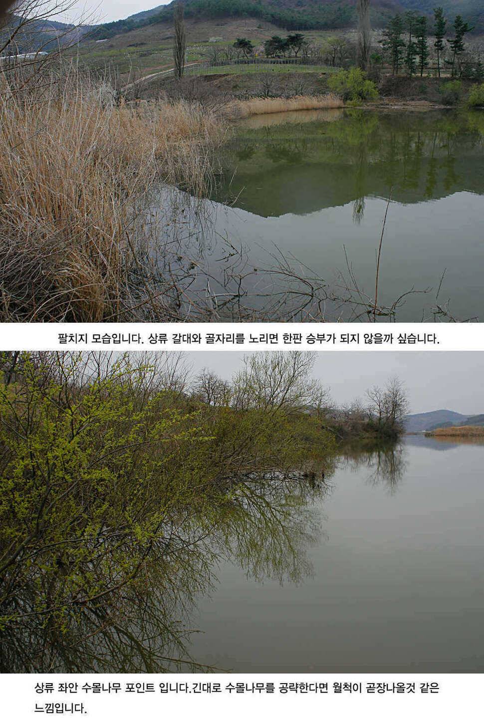 청도권 4짜소식 호조황소식 (조황조행기 - 특파원조황)