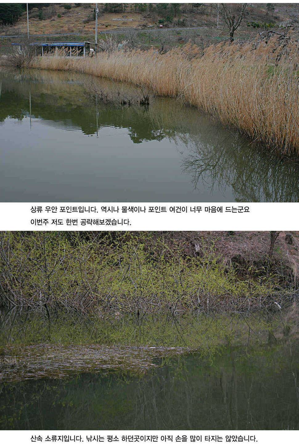 청도권 4짜소식 호조황소식 (조황조행기 - 특파원조황)