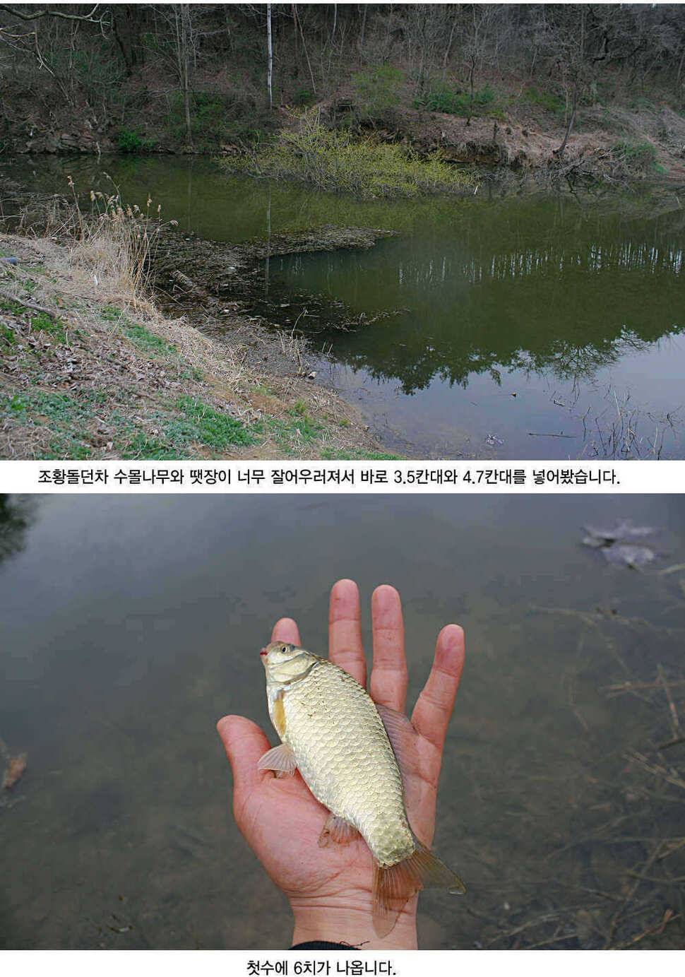 청도권 4짜소식 호조황소식 (조황조행기 - 특파원조황)