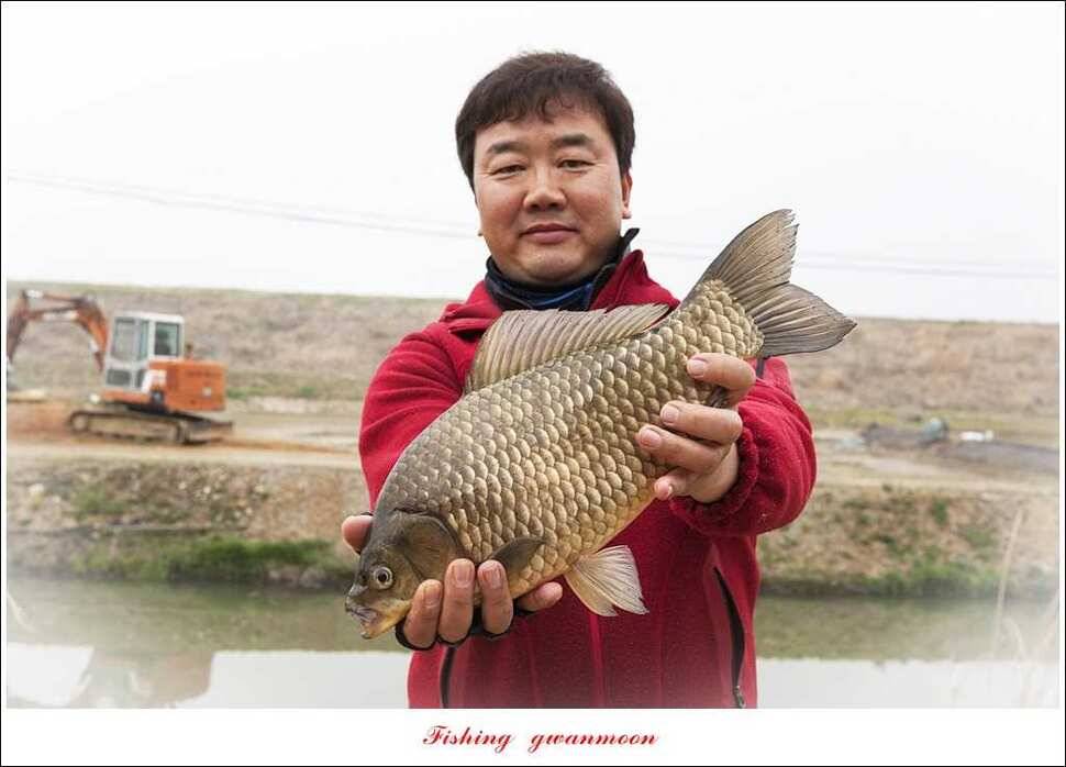 충주괴산권 호조황 소식 (조황조행기 - 특파원조황)