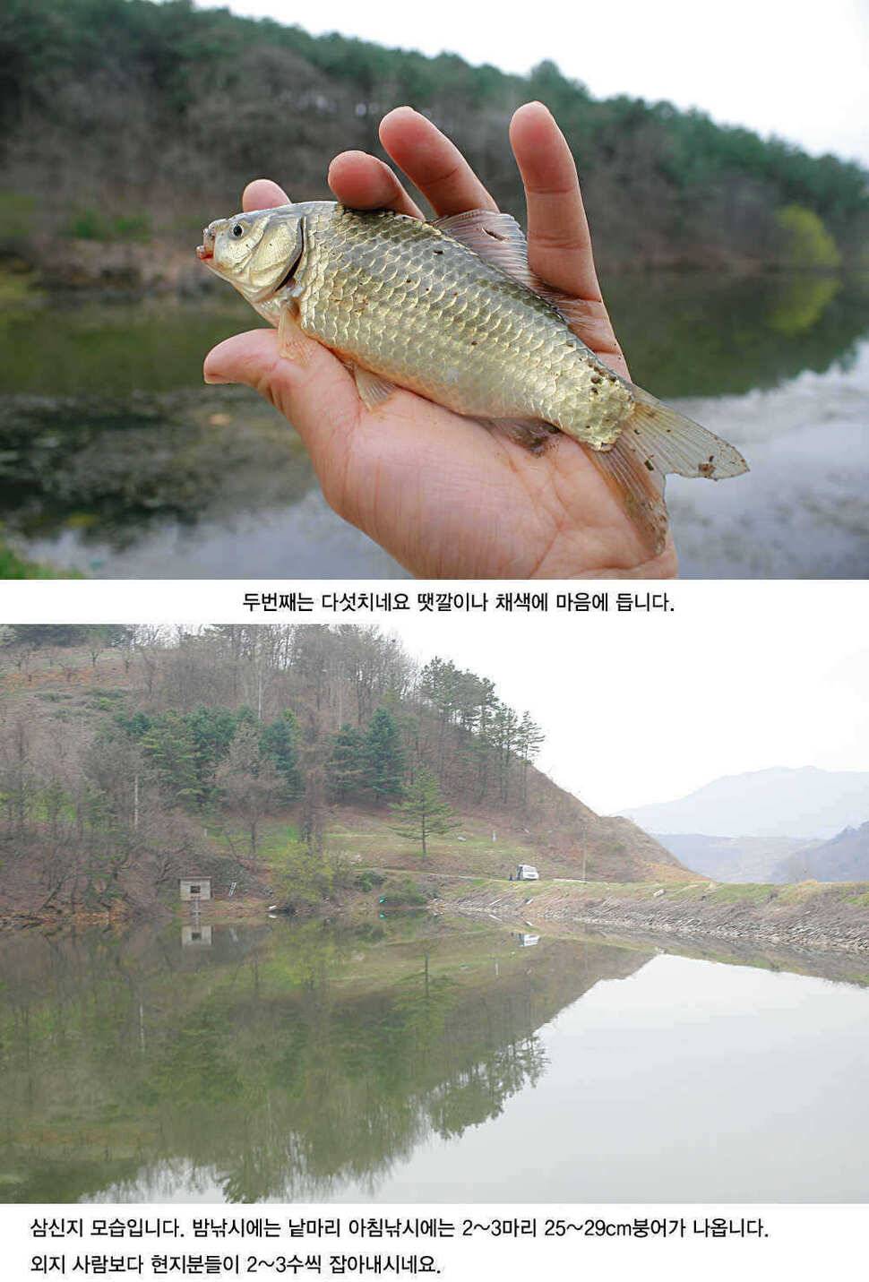 청도권 4짜소식 호조황소식 (조황조행기 - 특파원조황)