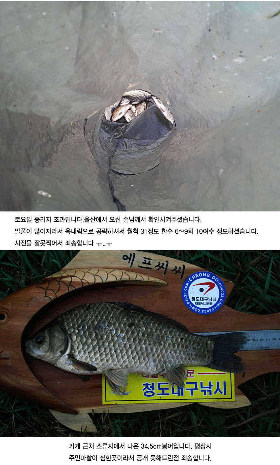 청도권 4짜소식 호조황소식 (조황조행기 - 특파원조황)