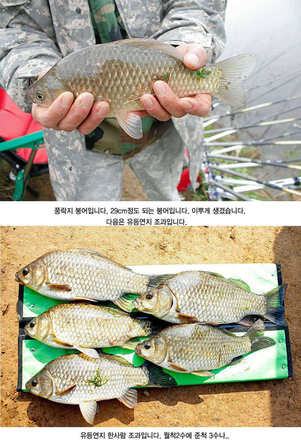 청도권 4짜소식 호조황소식 (조황조행기 - 특파원조황)
