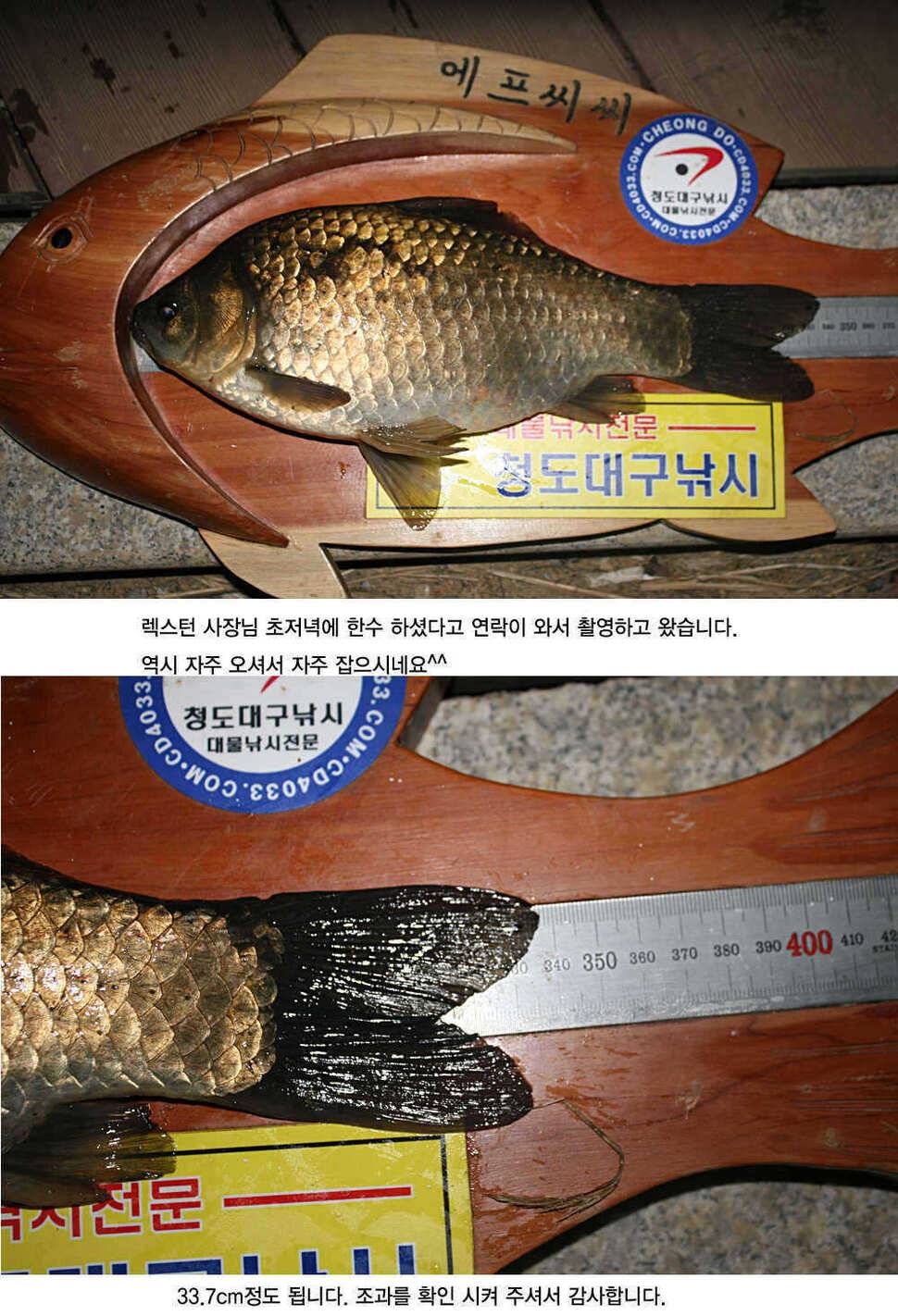 청도권 4짜소식 호조황소식 (조황조행기 - 특파원조황)