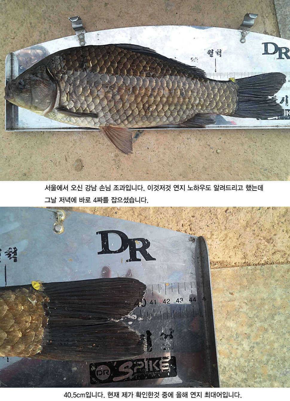 청도권 4짜소식 호조황소식 (조황조행기 - 특파원조황)