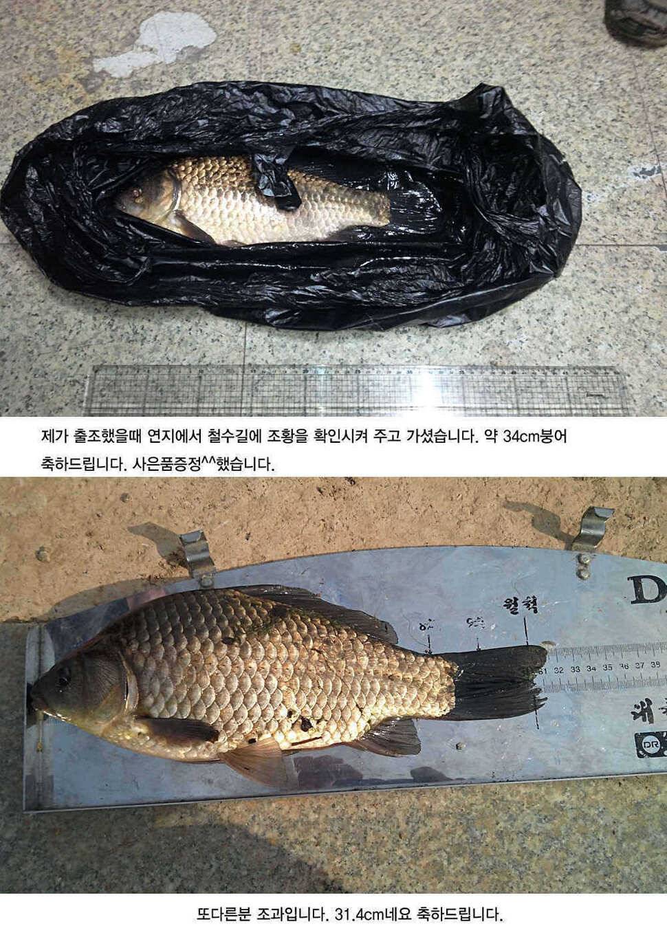 청도권 4짜소식 호조황소식 (조황조행기 - 특파원조황)
