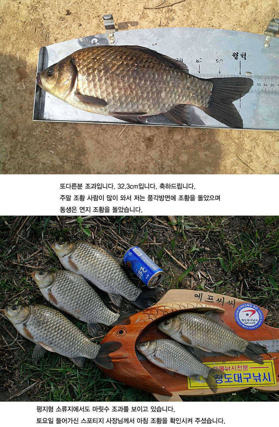 청도권 4짜소식 호조황소식 (조황조행기 - 특파원조황)