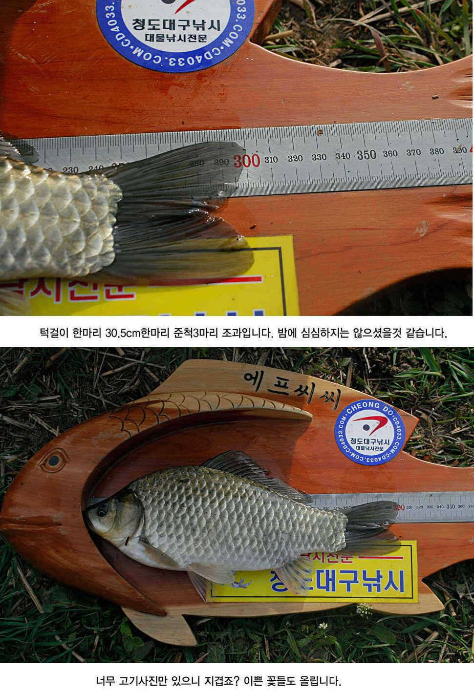 청도권 4짜소식 호조황소식 (조황조행기 - 특파원조황)