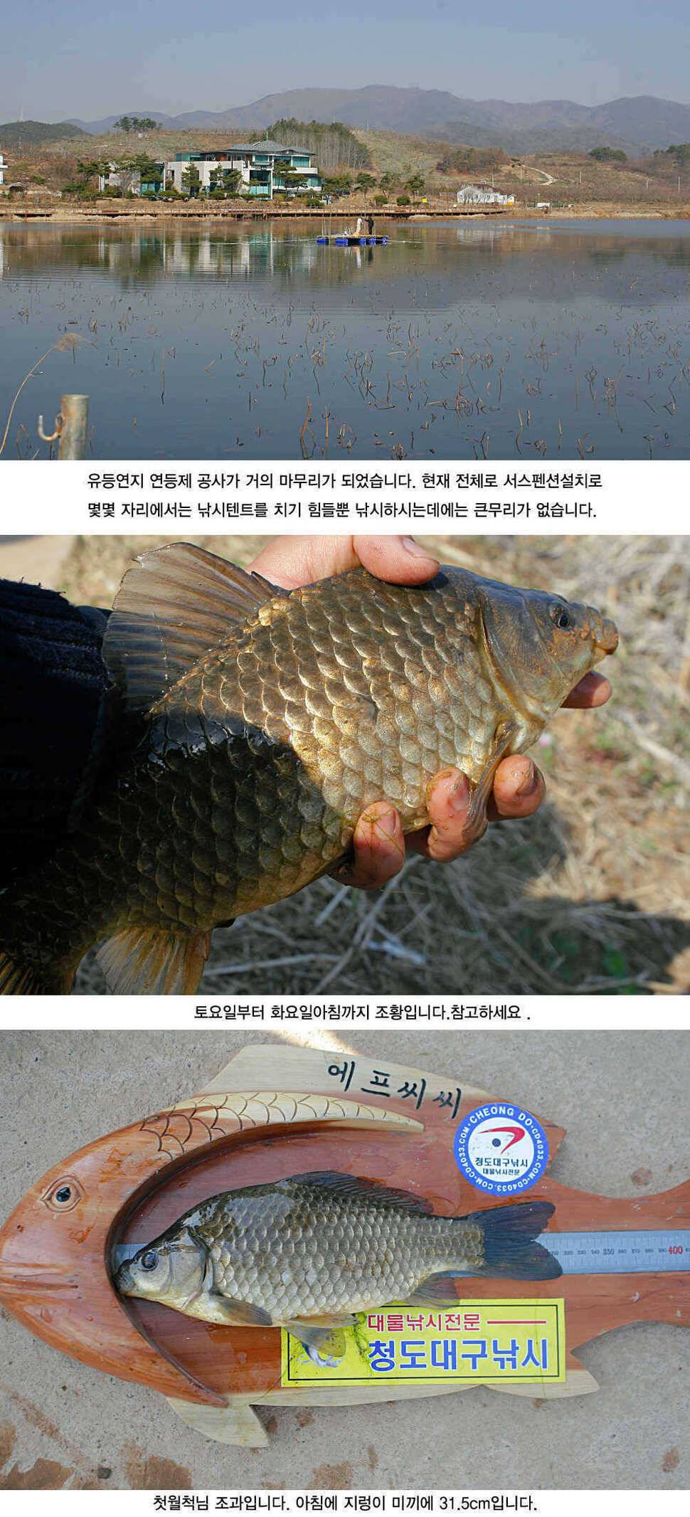 청도권 허리급 월척들이 (조황조행기 - 특파원조황)