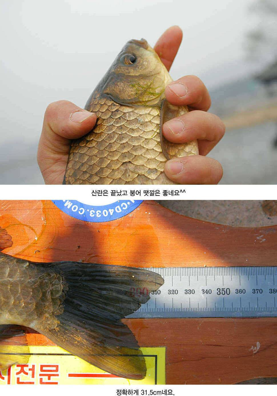 청도권 허리급 월척들이 (조황조행기 - 특파원조황)