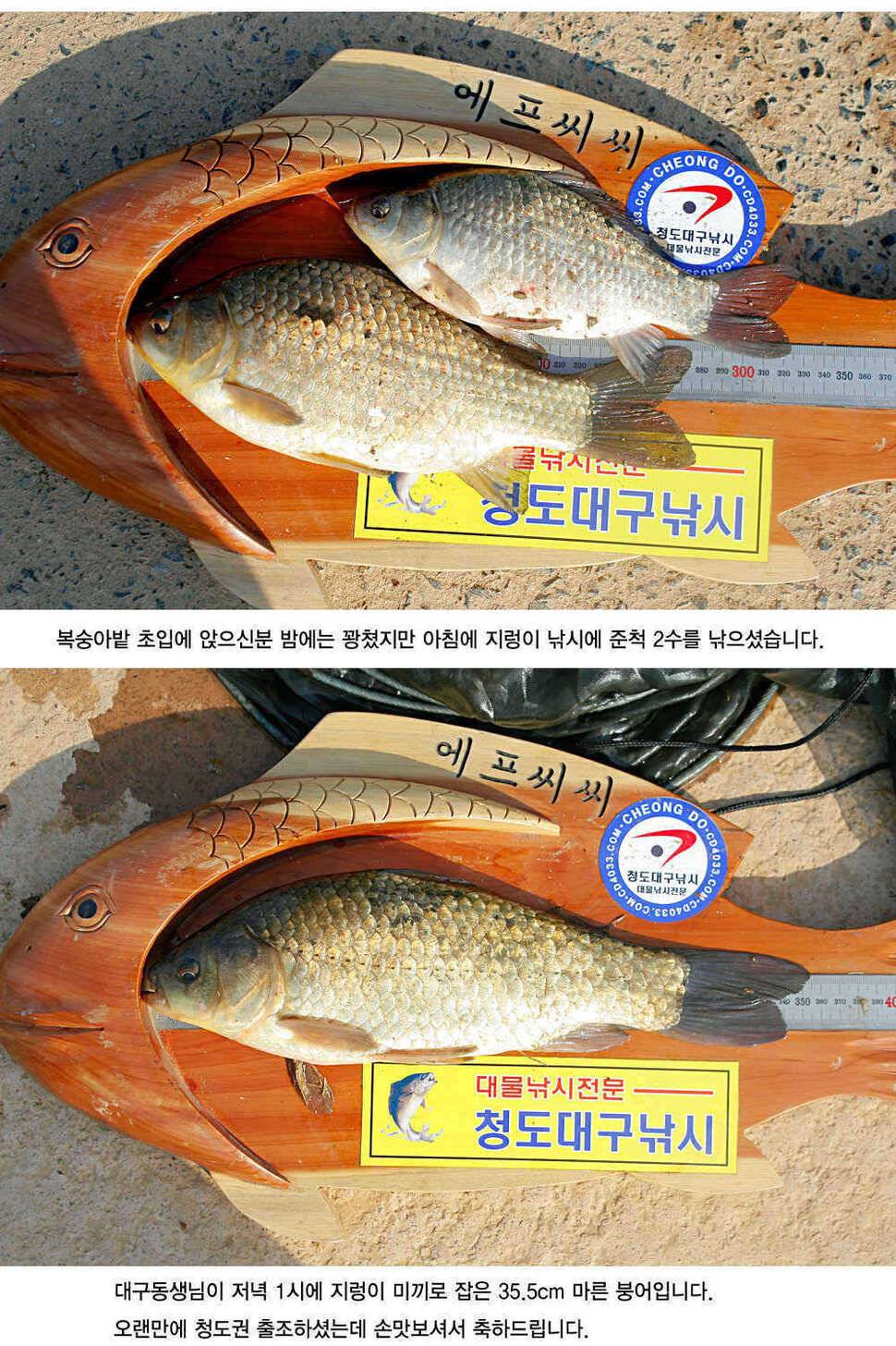 청도권 허리급 월척들이 (조황조행기 - 특파원조황)