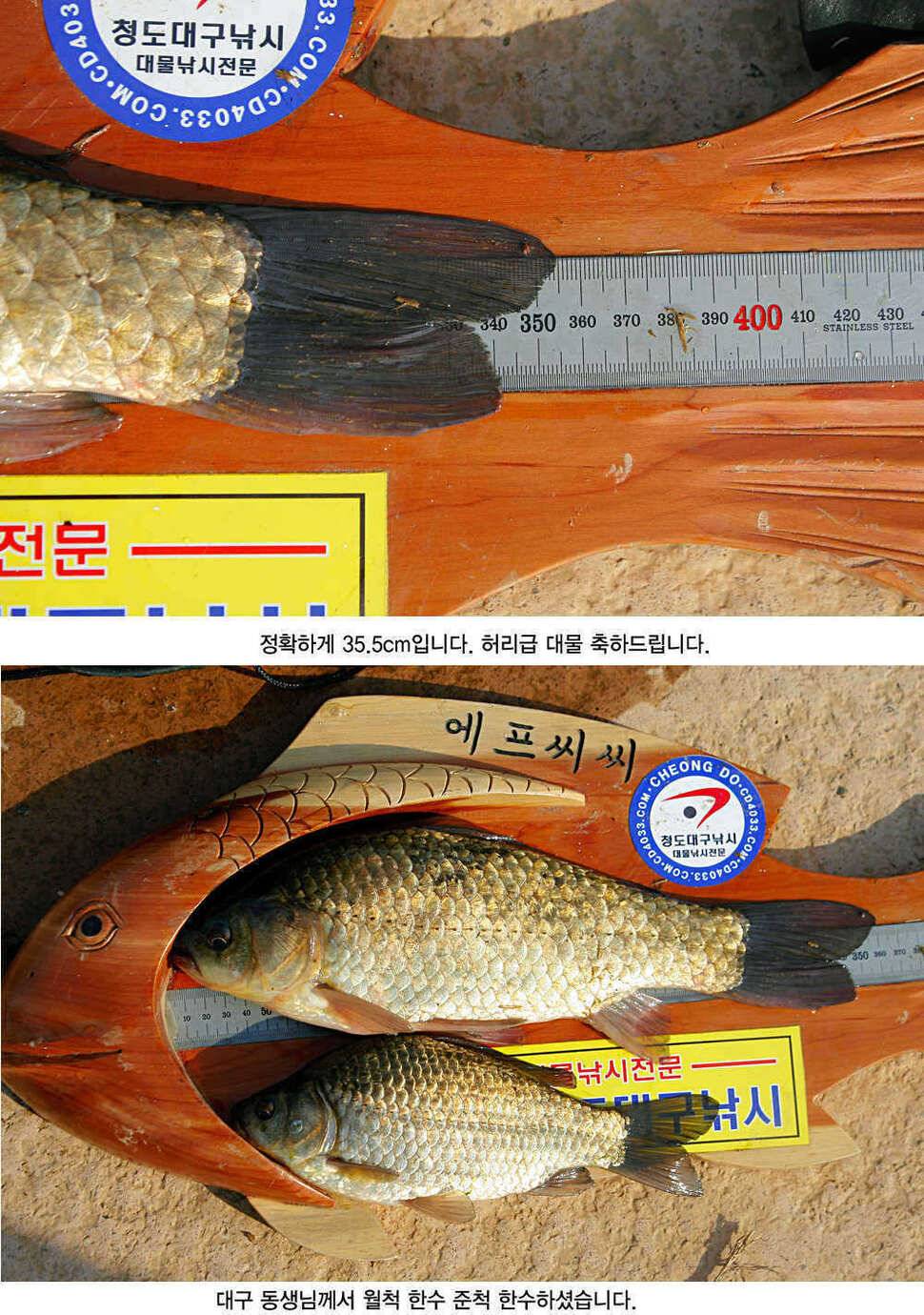 청도권 허리급 월척들이 (조황조행기 - 특파원조황)