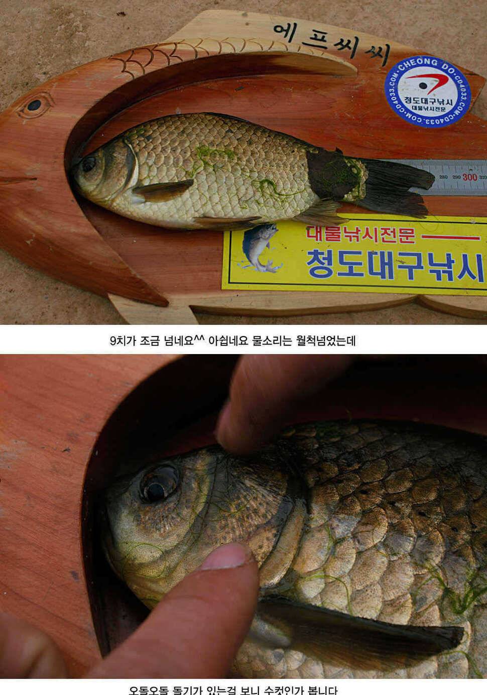 청도권 허리급 월척들이 (조황조행기 - 특파원조황)