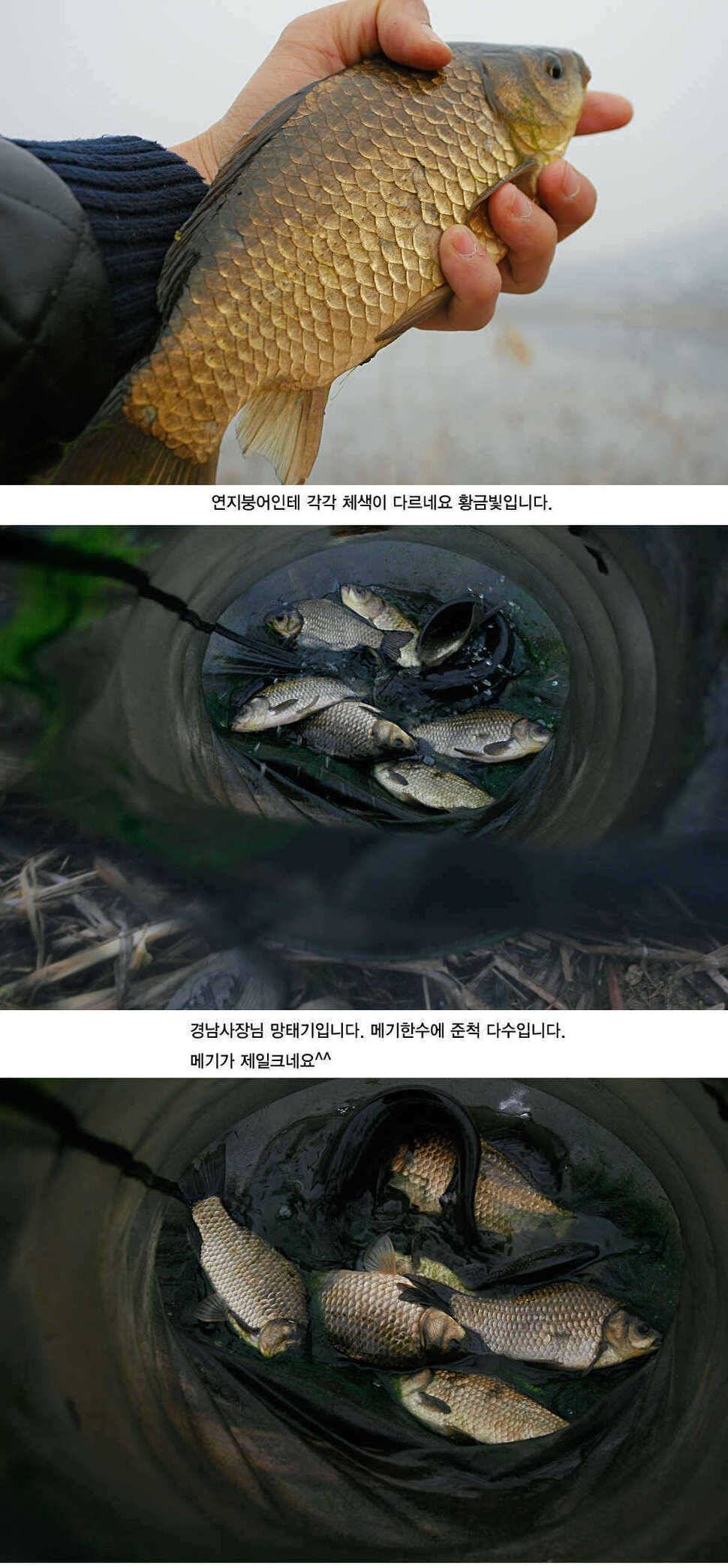 청도권 허리급 월척들이 (조황조행기 - 특파원조황)