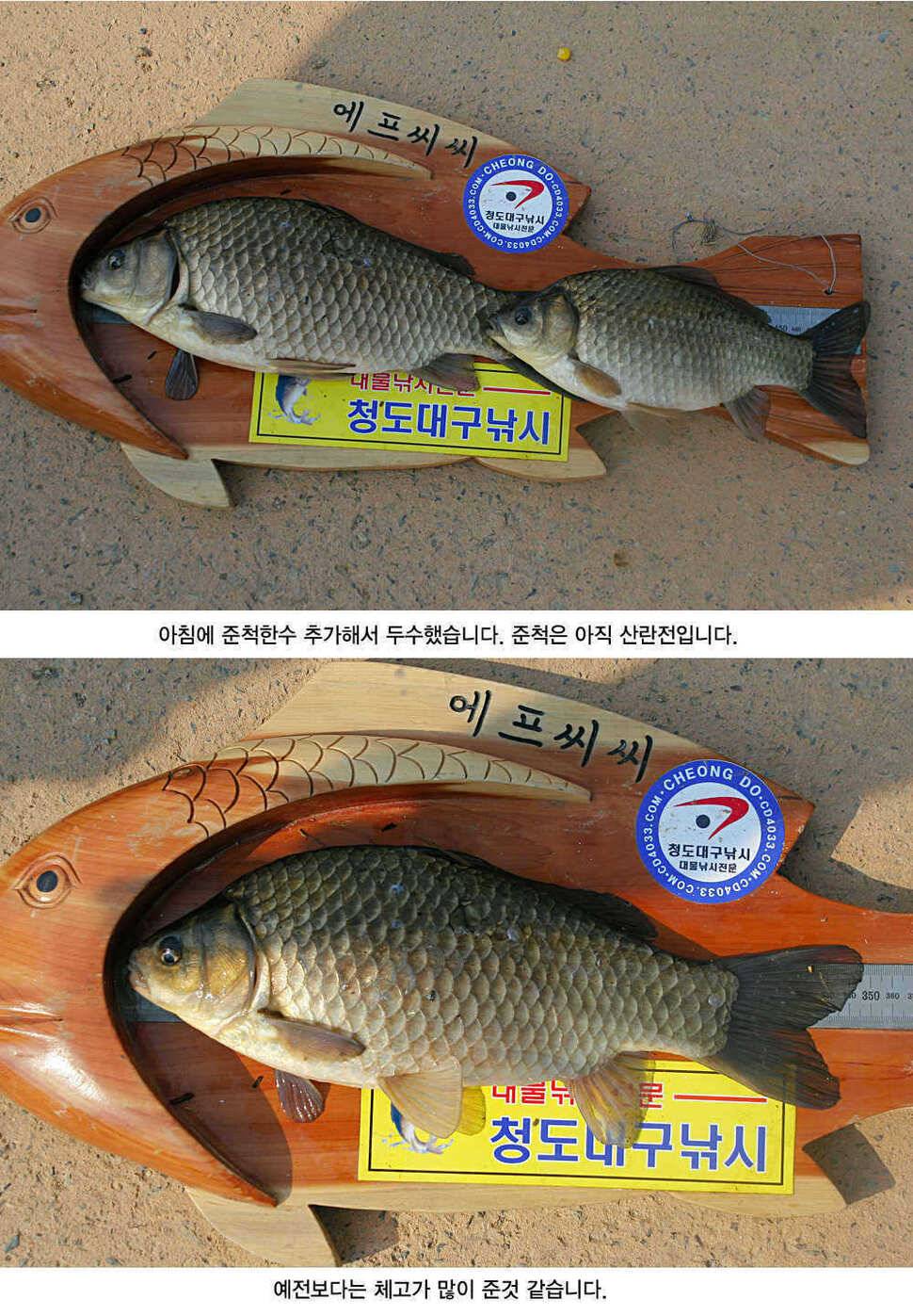 청도권 허리급 월척들이 (조황조행기 - 특파원조황)