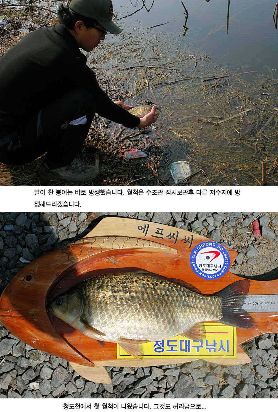 청도권 허리급 월척들이 (조황조행기 - 특파원조황)