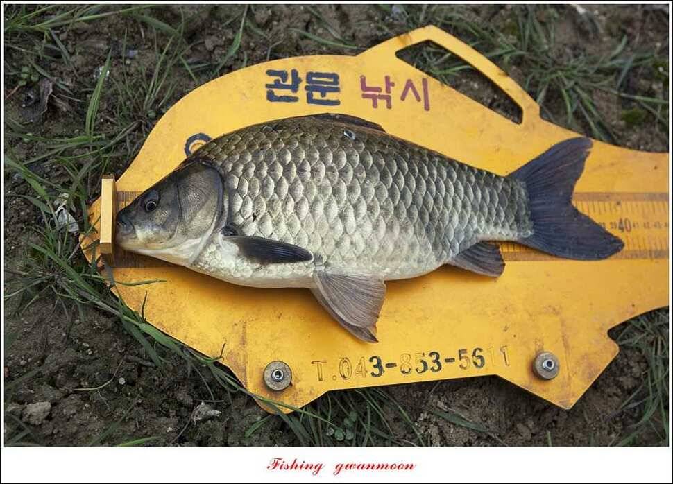 충주괴산권 호조황 소식 (조황조행기 - 특파원조황)