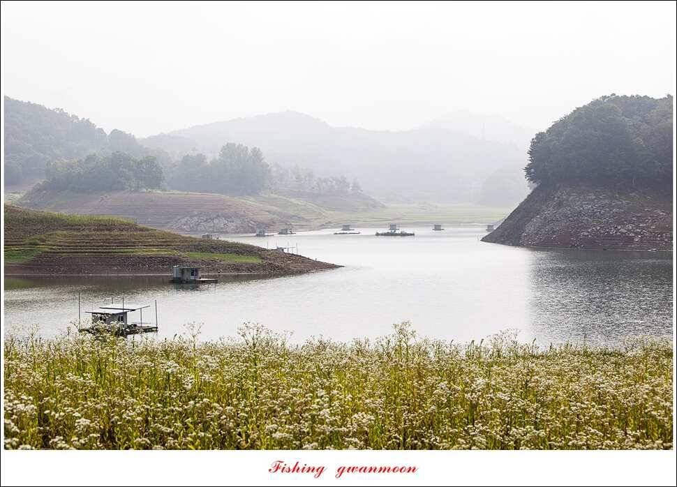 한버들 마릿수 월척 조황 (조황조행기 - 특파원조황)