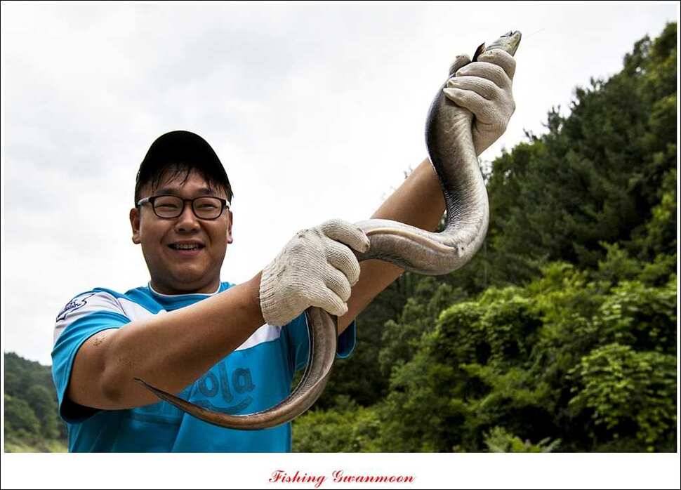 늘푸른 15 kg 대물 장어 (조황조행기 - 특파원조황)