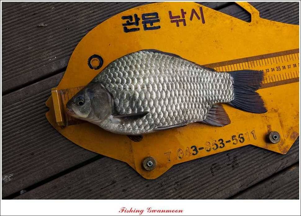 신매 41 cm40 cm 제일 짱가네한버들 월척 (조황조행기 - 특파원조황)