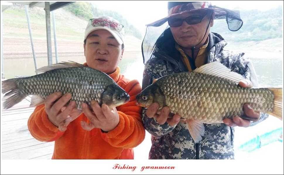 실리곡 38 cm 월척화곡지 월척 조황 (조황조행기 - 특파원조황)