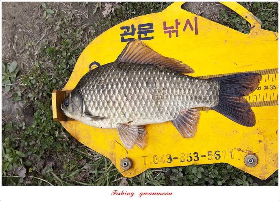 충주괴산권 호조황 소식 (조황조행기 - 특파원조황)