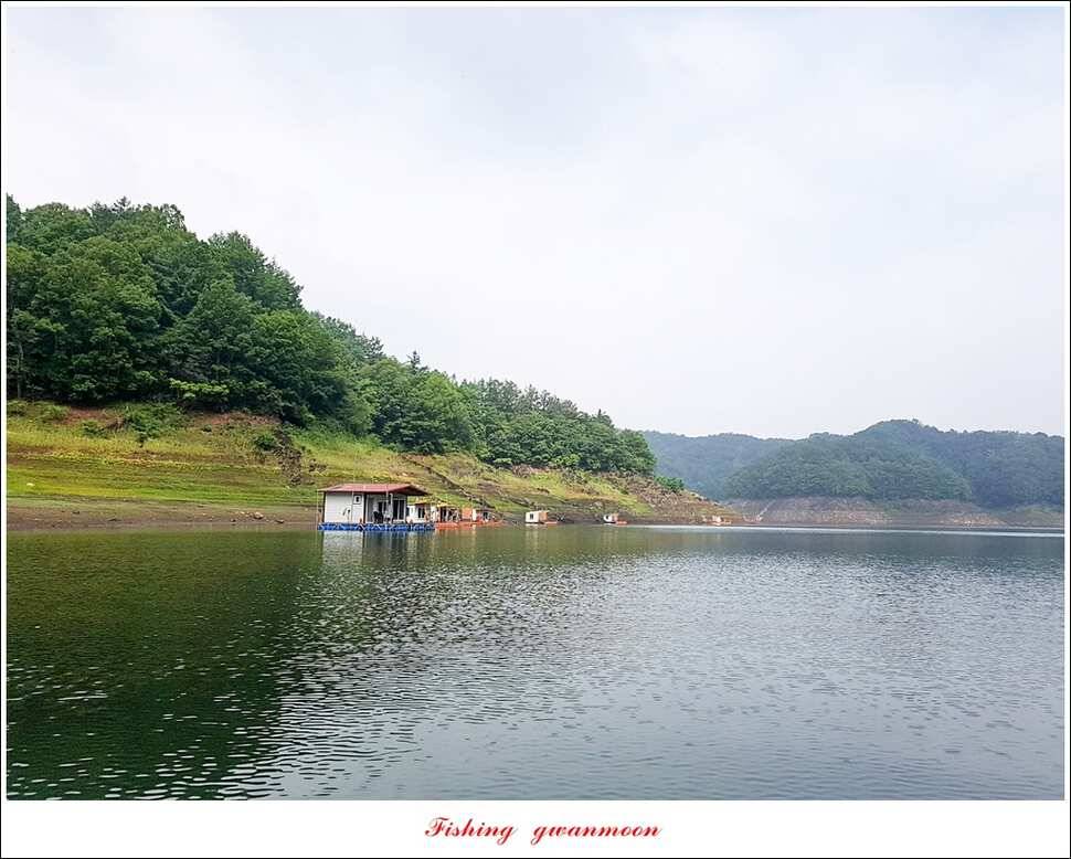 늘푸른 42 cm돌감한버들실리곡 월척 조황 (조황조행기 - 특파원조황)