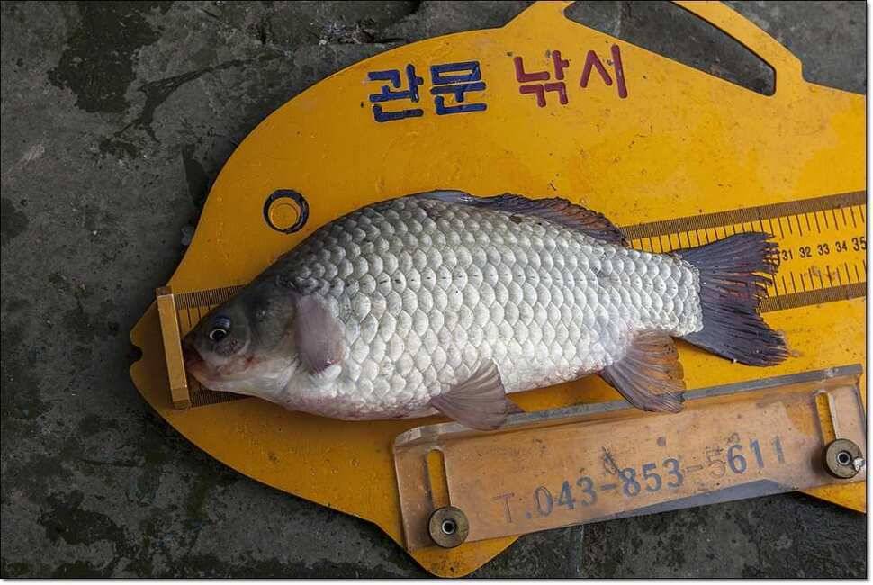 비행기팀 월척병호 월척 (조황조행기 - 특파원조황)