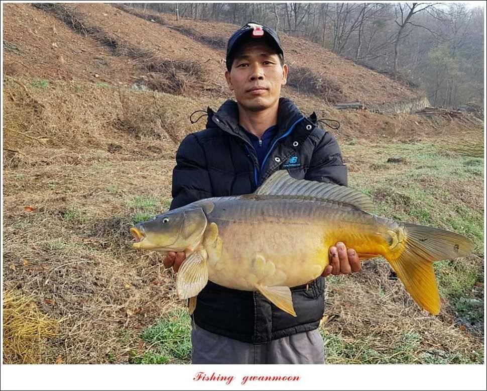충주괴산권 호조황 소식 (조황조행기 - 특파원조황)